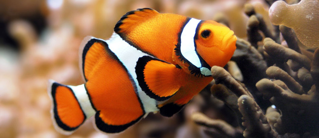 打爆电话的软件