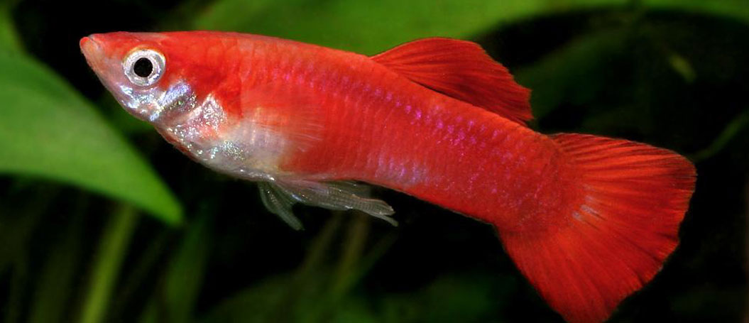 软件集市稳定的免费手机号轰炸机