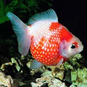 打爆电话的软件