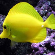 手机号在线压测平台