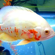 呼死你电话轰炸