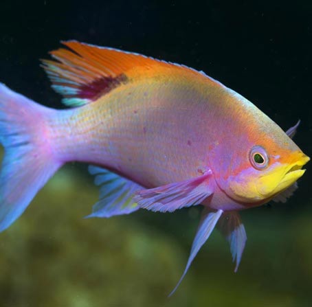 免费手机号轰炸